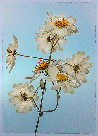 Daisy Tree