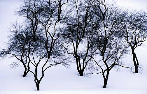 Dancing Trees