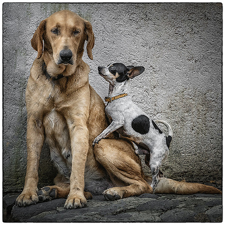 Rescues