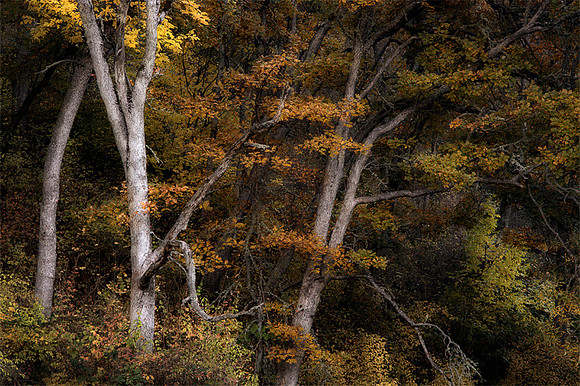 Autumn's Allure