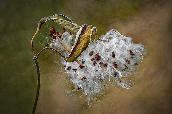 Milkweed 7