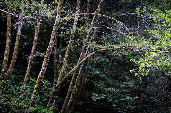 Spring Woods