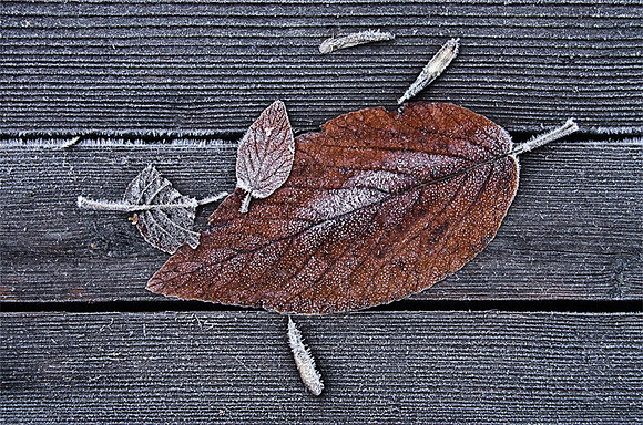 Table and Leaves