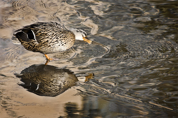 Mallard Moment