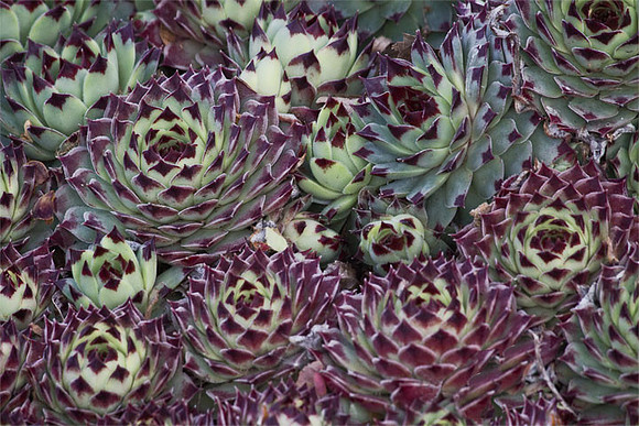 Succulent Pattern