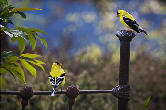 American Goldfinches