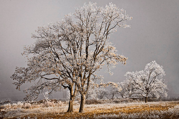 Frosted Fog