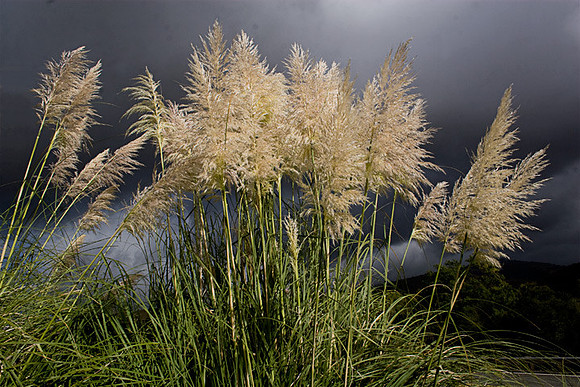 Pampas Grass