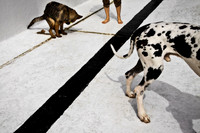 Pool Dogs