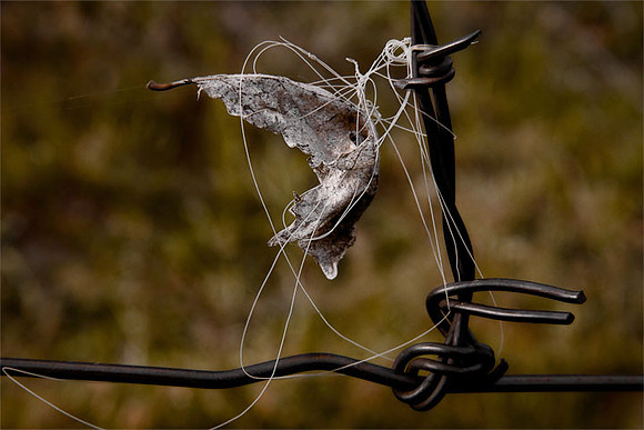 Barbed Angel