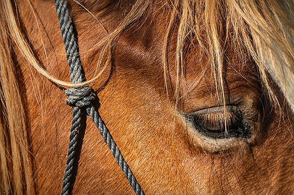 Cabeza de Caballo