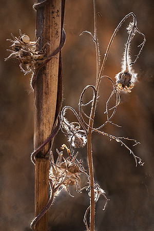 Cornstalk & Company
