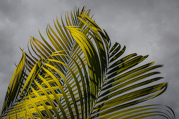 Palm Fronds in The Wind