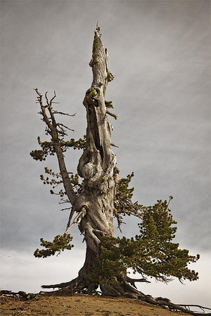Tree Silhouette