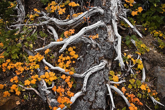 Fall Undergrowth