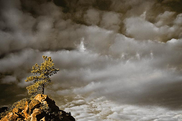 Lone Tree and Clouds