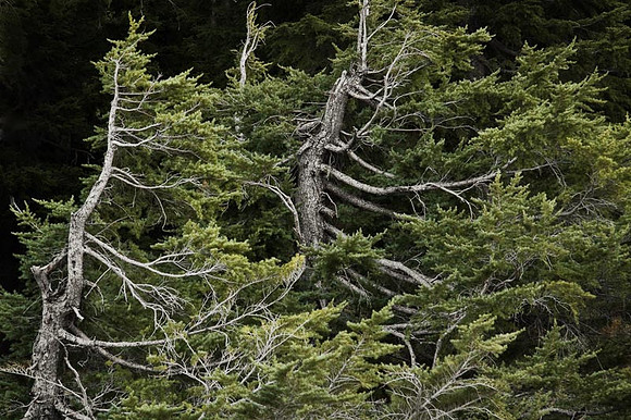 Gnarled Trees