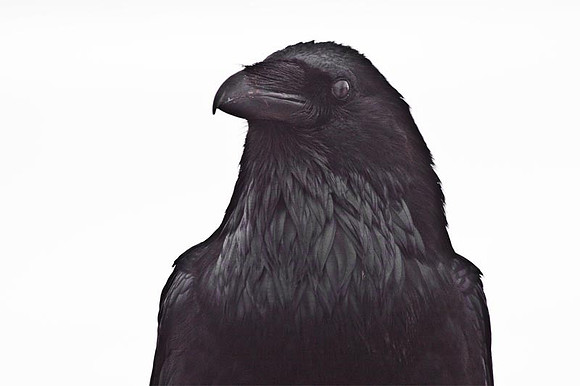 Raven Up Close