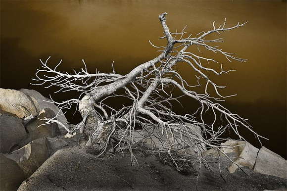 Tree and Sepia Lake