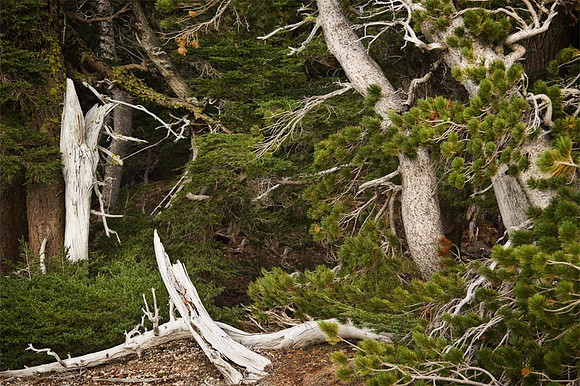 Gnarled Trees II