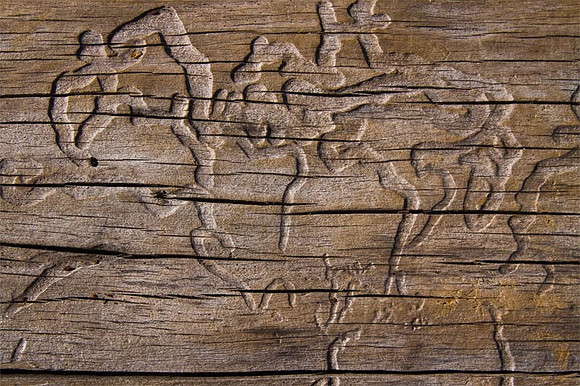Insectoglyphics