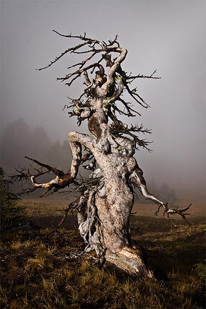 Gnarled Goddess