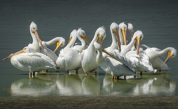 Pelican Ballet