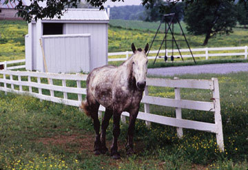 Horse by Schoolyard