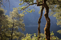Trees & Klamath