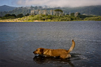 Dog In Klamath