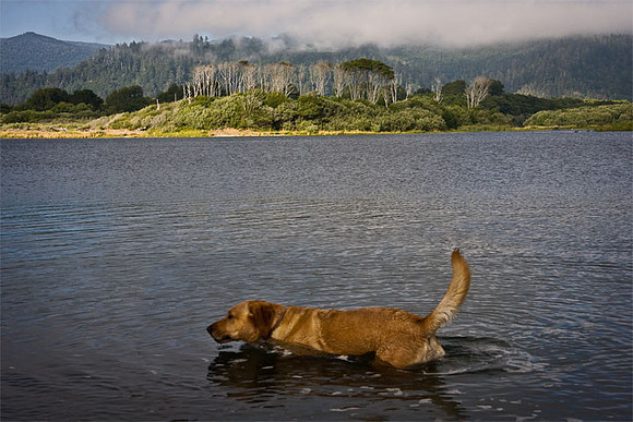 Dog In Klamath