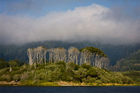 Klamath & Trees