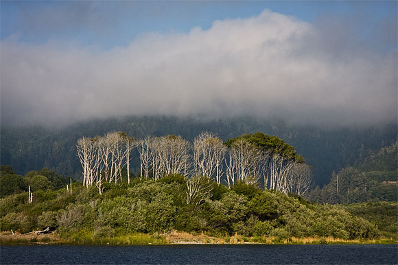 Klamath & Trees