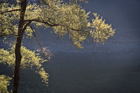 Tree & Klamath