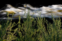 Klamath & Shrubs