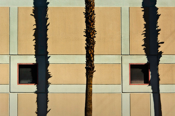 Palm Shadows