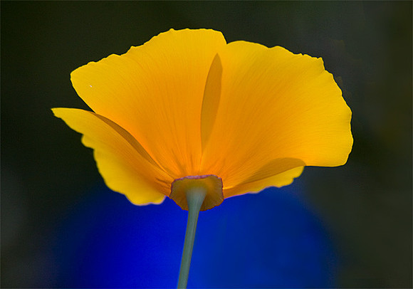 California Poppy