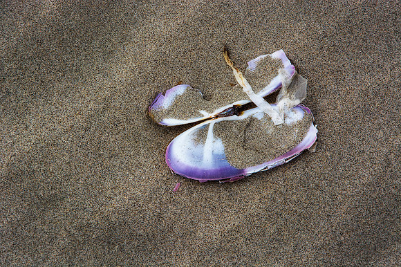 Oyster Slippers