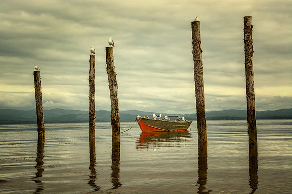 Willapa Bay Boat