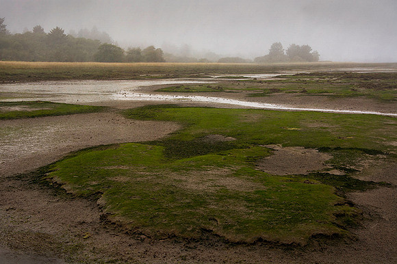 Low Tide by Oysterville