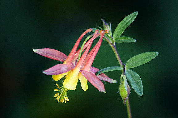 Columbine