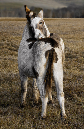 Intimate Donkeys