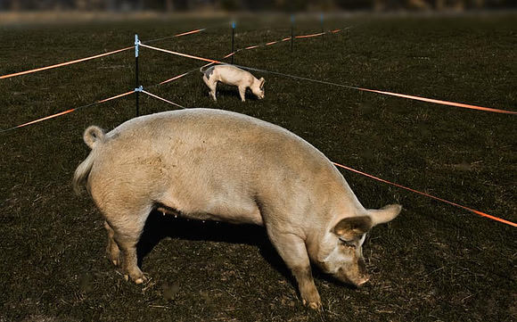 Two Pigs