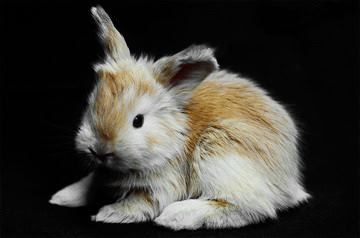Baby Angora Rabbit