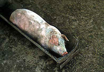 Pig in Trough