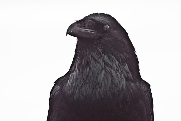 Raven Up Close