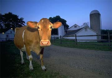 Cow at Dusk