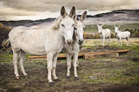 Donkey Landscape