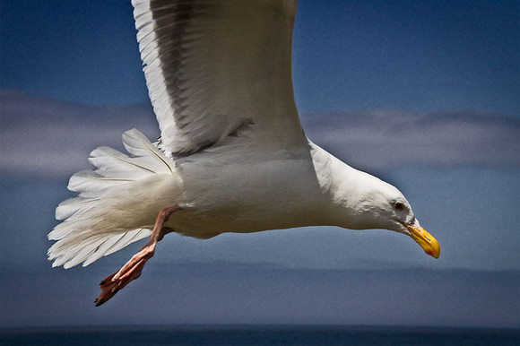 Yachats' Gull
