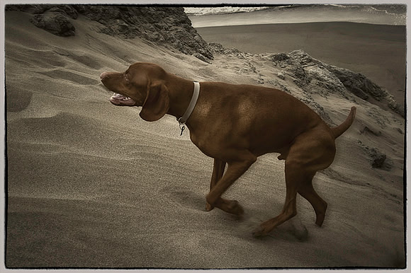 Dune Dash